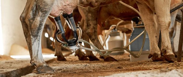 Cropped view of cows milking with milking machine to can on farm or ranch. Modern automatic agricultural equipment. Ecological and natural agriculture and farming. Environmental sustainability. Nobody - Foto, Imagem