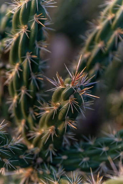 Cacti in the foothills of the Sandia Mountains, Elena Gallegos Open Space, Albuquerque, New Mexico - Foto, Imagem