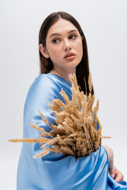 brunette ukrainian woman covered with blue drapery holding wheat isolated on grey - 写真・画像