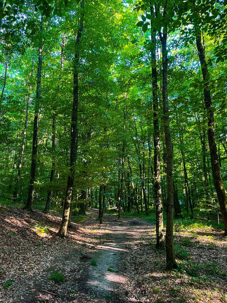 Forest in Croatia green leaves,forest path - Fotoğraf, Görsel