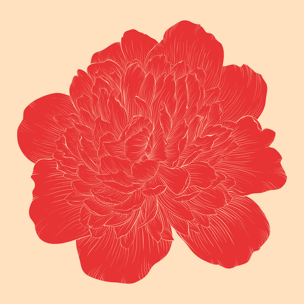 schöne Pfingstrose Blume in Vintage-Farben isoliert auf Hintergrund. - Vektor, Bild