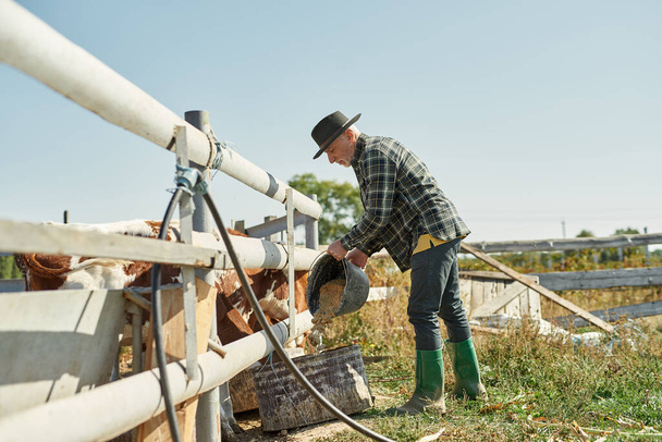 Side view of senior male farmer pouring feed from bucket for feeding milk cows in paddock on farm or ranch. Caucasian man wearing cowboy hat. Modern countryside lifestyle. Agriculture. Sunny day - Zdjęcie, obraz
