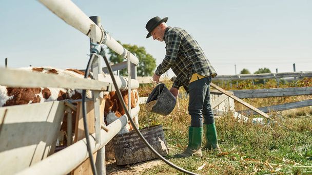 Side view of grey hair male farmer feeding milk cows in paddock on farm or ranch. Focused caucasian man wearing cowboy hat. Concept of modern countryside lifestyle. Agriculture. Warm sunny day - Photo, image
