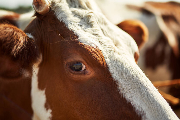 Close up of cropped beautiful white and brown cow grazing near blurred herd of milk cattle on farm or ranch. Modern ecological and natural agriculture. Environmental sustainability. Nobody. Sunny day - Foto, Imagen