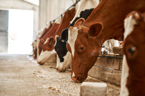 Row of milk cows feeding in cow shed on farm or ranch. Beautiful domestic cattle. Modern ecological and natural agriculture and farming. Environmental sustainability. Nobody. Sunny day - Фото, изображение