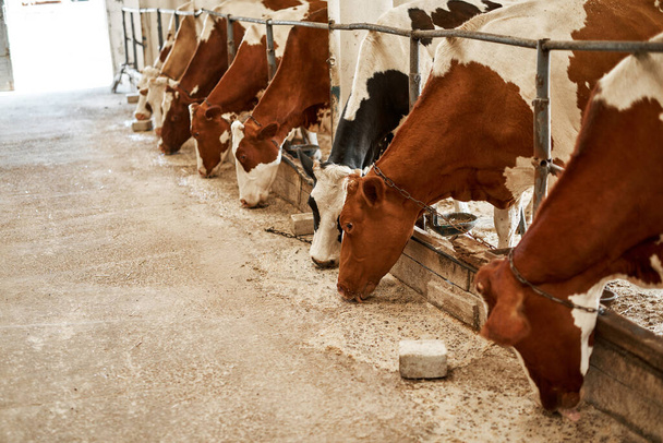 Herd of milk cows feeding hay in cow shed on farm or ranch. Beautiful domestic cattle. Modern ecological and natural agriculture and farming. Environmental sustainability. Nobody. Sunny day - Foto, Imagen