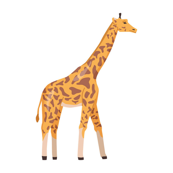 Giraffe wildlife and species of Africa. Isolated wild hoofed animal living in wilderness. African nature reserve largest ruminant. Flat cartoon, vector illustration - Vector, afbeelding