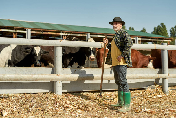 Mature male farmer with rake looking away near paddock with milk cows on farm or ranch. Focused caucasian man wearing cowboy hat. Modern countryside lifestyle. Agriculture and farming. Sunny day - Zdjęcie, obraz