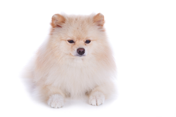 Cão-cachorro branco pomerano
 - Foto, Imagem