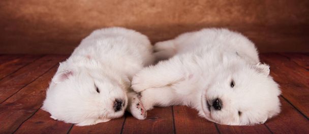 Due piccoli un mese carino bianco Samoyed cuccioli cani su sfondo di legno. - Foto, immagini