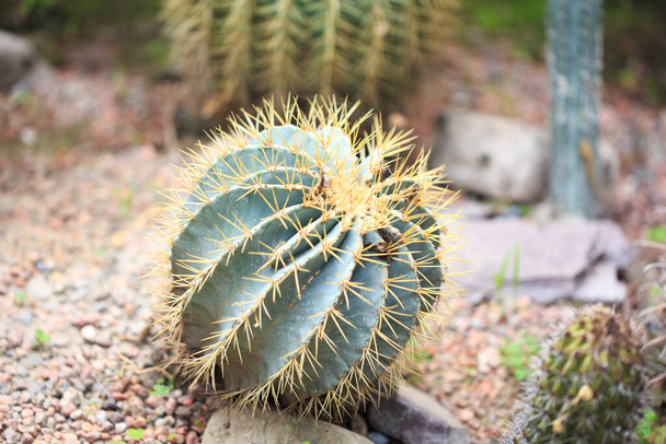 Ferocactus glaucescens plant outdoors. Big cactus. natural background - Foto, afbeelding