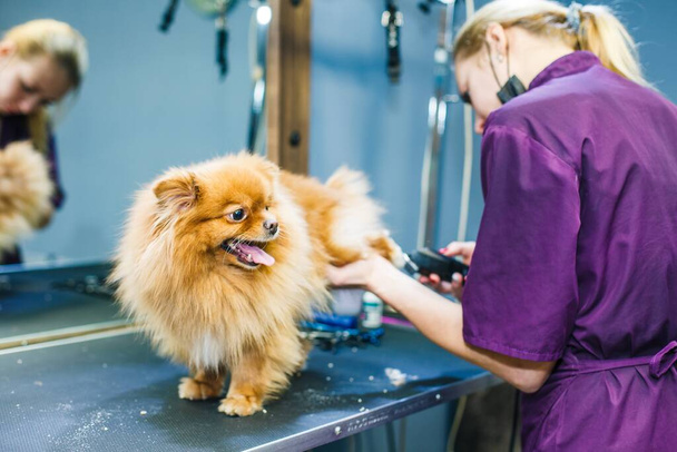 A small red dog is combed and dried with a hairdryer in a beauty salon for animals against the background of a mirror. High quality photo - Photo, Image