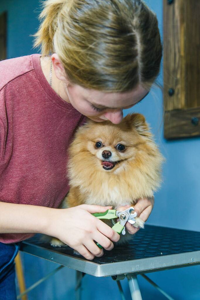 Un pequeño perro rojo es peinado y secado con un secador de pelo en un salón de belleza para animales sobre el fondo de un espejo. Foto de alta calidad - Foto, imagen