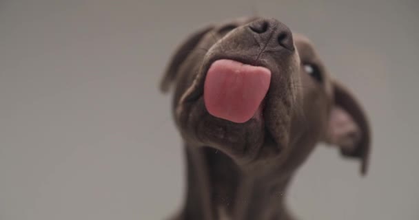 hongerige Amerikaanse Staffordshire terrier puppy steken uit tong en likken transparant glas in de voorkant van grijze achtergrond - Video