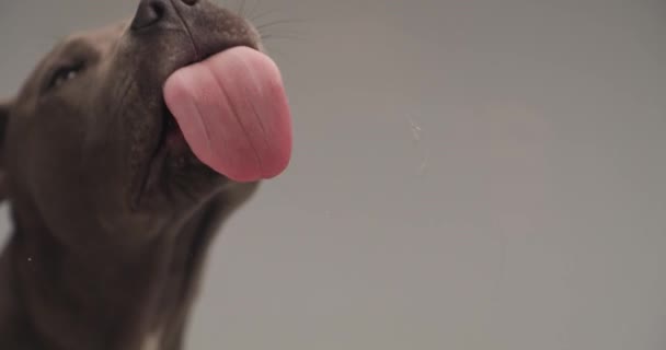 Відео на милий американський стафордширський тер'єрний собака, що стирчить язик і лиже прозоре скло перед сірим фоном у студії - Кадри, відео
