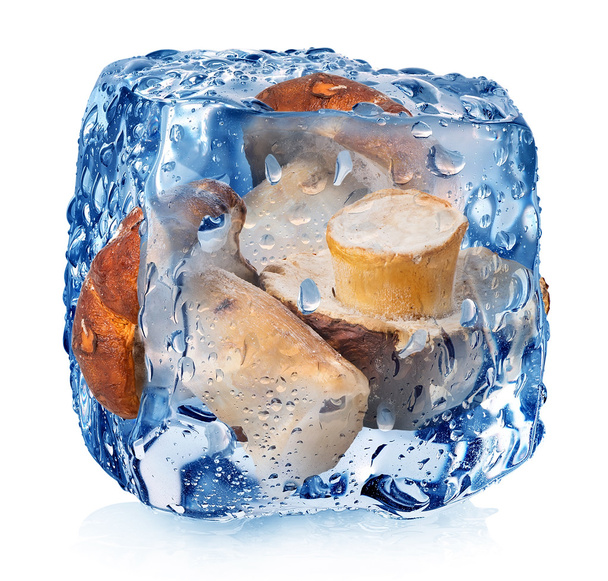 Cogumelos em cubo de gelo
 - Foto, Imagem