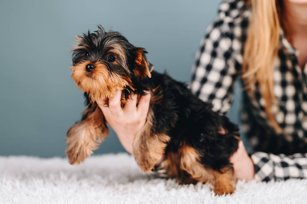 Yorkshire Terrier lies on his stomach in his arms on Blue Background. Shaggy Dog is resting in her arms. - Fotó, kép