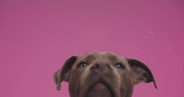 prezioso piccolo American Staffordshire terrier cucciolo di fronte a sfondo rosa sporgente lingua e leccare vetro trasparente - Filmati, video