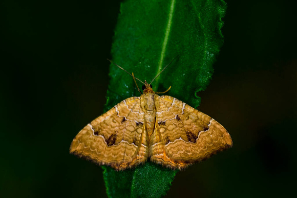 Camptogramma bilineata is een vlinder uit de familie van de spanners (Geometridae).. - Foto, afbeelding