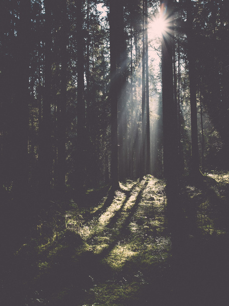forest road with sun rays in the morning. Vintage. - Photo, Image