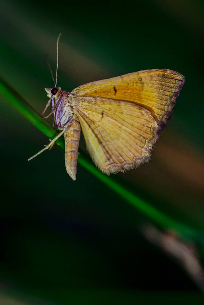Camptofma bilineata, желтая скорлупа, является цветным мотом семейства Geometridae. - Фото, изображение