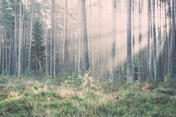 de beaux rayons lumineux dans la forêt à travers les arbres. Vintage
. - Photo, image