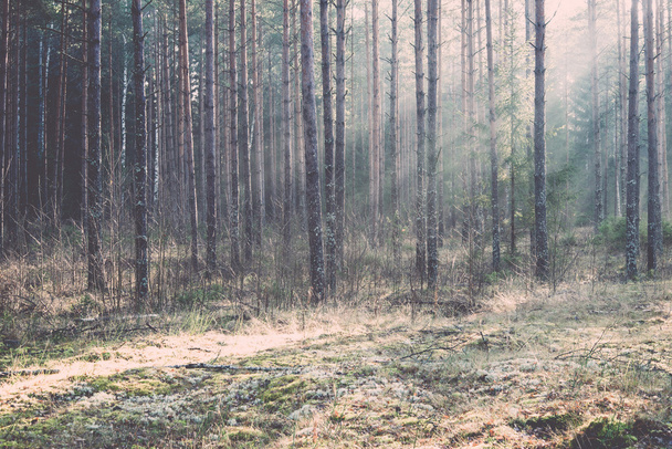 όμορφη φωτεινών ακτίνων στο δάσος μέσα από τα δέντρα. Vintage. - Φωτογραφία, εικόνα