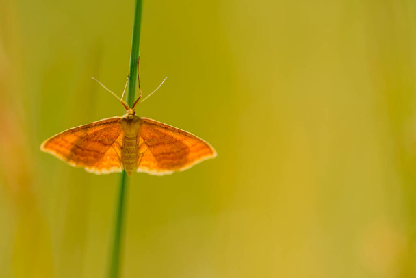 Idaea ochrata is een vlinder uit de familie van de spanners (Geometridae).. - Foto, afbeelding