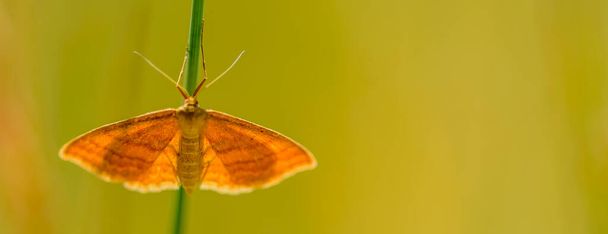 Idaea ochrata, the shining wave, is a moth in the family Geometridae. - Foto, Imagem