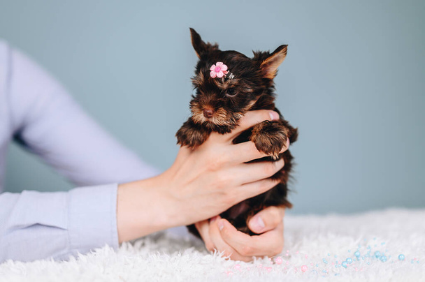 Čokoládová Yorkshire Terrier fena s růžovou čelenkou. Účes pro psy. Péče a výchova štěňátek. Malý pes na modrém pozadí v rukou. - Fotografie, Obrázek