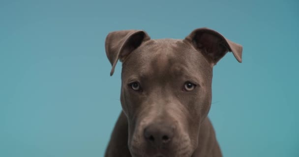 cámara lenta de vídeo de lindo American Staffordshire terrier perro con la lengua lamiendo la nariz y sentado en frente de fondo azul - Imágenes, Vídeo