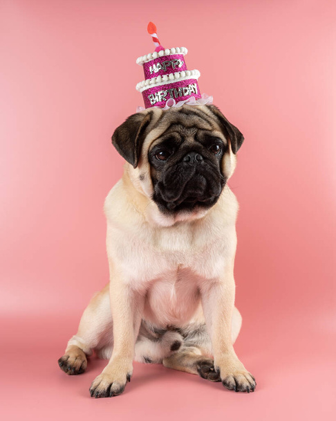 Funny Pug dog wearing pink happy birthday hat on pink background. - Фото, зображення