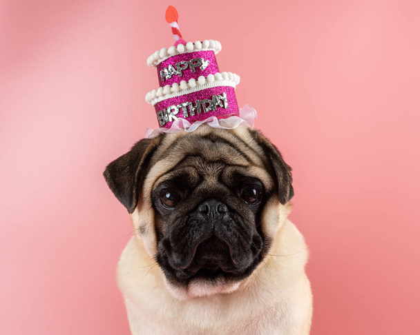Funny Pug dog wearing pink happy birthday hat on pink background. - Photo, image