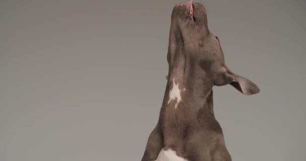belo americano Staffordshire terrier cão saindo língua e lambendo nariz enquanto olha para o lado na frente de fundo cinza - Filmagem, Vídeo
