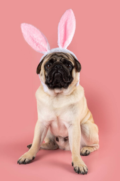 Funny Pug dog wearing Easter bunny ears on pink background. - 写真・画像