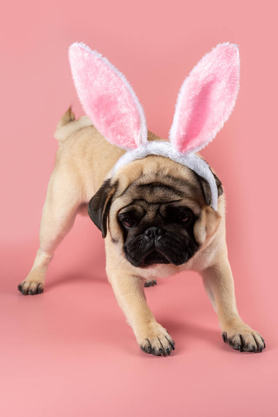 Funny Pug dog wearing Easter bunny ears on pink background. - Foto, Imagem