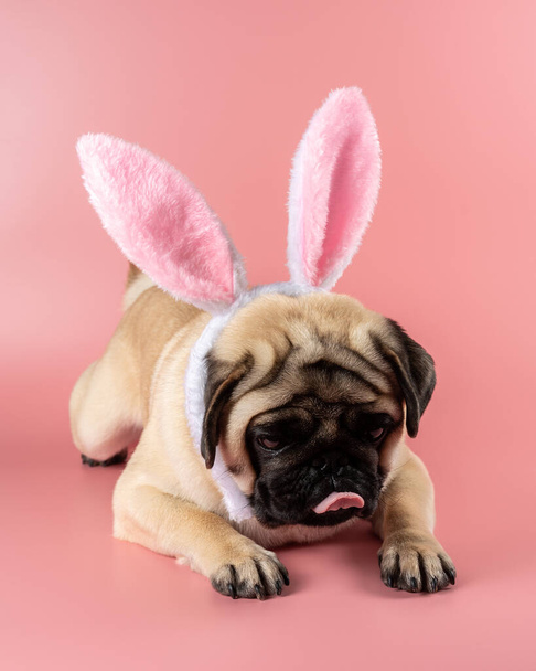 Funny Pug dog wearing Easter bunny ears on pink background. - Фото, зображення