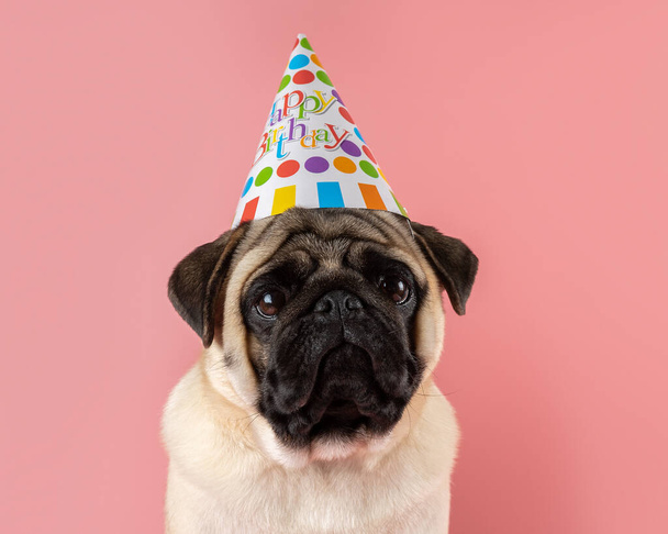 Funny Pug dog wearing happy birthday hat on pink background. - Zdjęcie, obraz