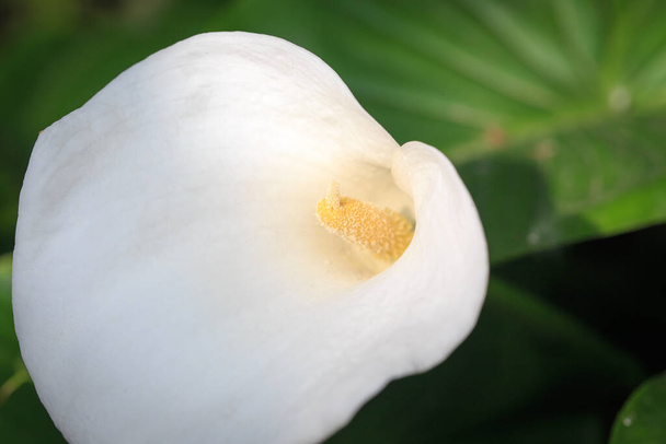 flor de calla. Flor blanca de cerca. lirios calla hermosas flores blancas en el jardín - Foto, imagen