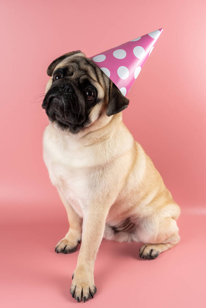Funny Pug dog wearing happy birthday hat on pink background. - Photo, Image