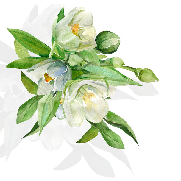  Pattern jasmines.Illustration on white and colored background. - Photo, Image