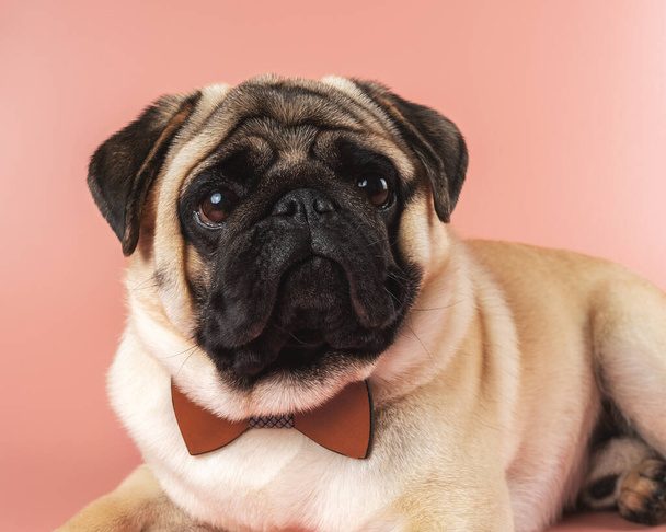 Cute Pug dog with bowtie on pink background. - Fotó, kép