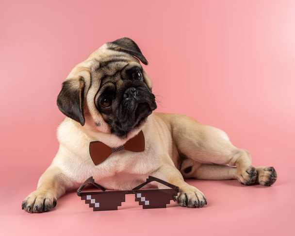 Cute Pug dog with Pixel glasses on pink background. - Foto, afbeelding