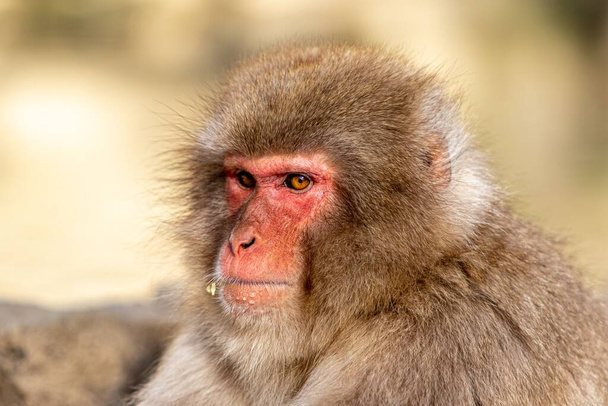 monkey in Japan hot springs near Nagano - Foto, afbeelding
