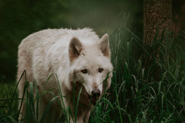 A close-up shot of a white wolf walking on the grass - Foto, Bild