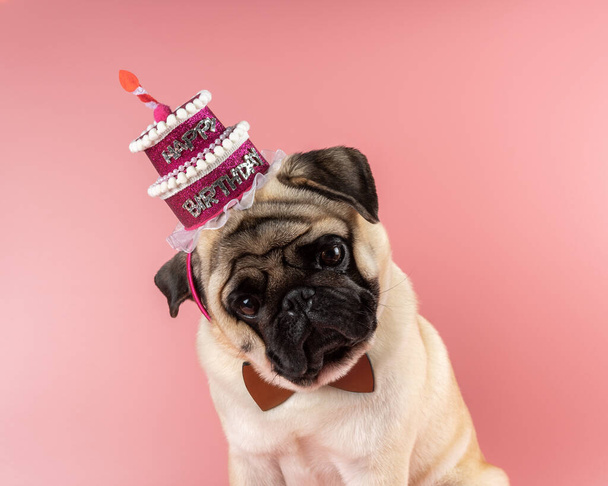 Funny Pug dog wearing pink happy birthday hat on pink background. - Foto, Bild
