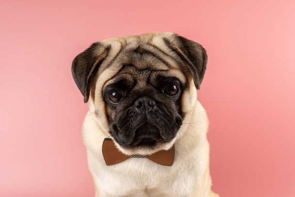 Cute Pug dog with bowtie on pink background. - Фото, зображення