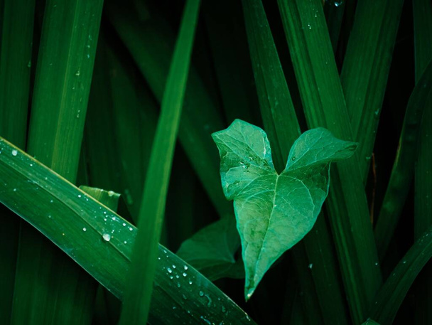 Bind weed, convolvulus leaf amongst green gladioli leaves with dew drops - Photo, Image