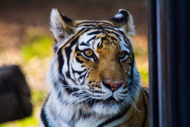 A close-up shot of a tiger's head in the zoo - Fotoğraf, Görsel