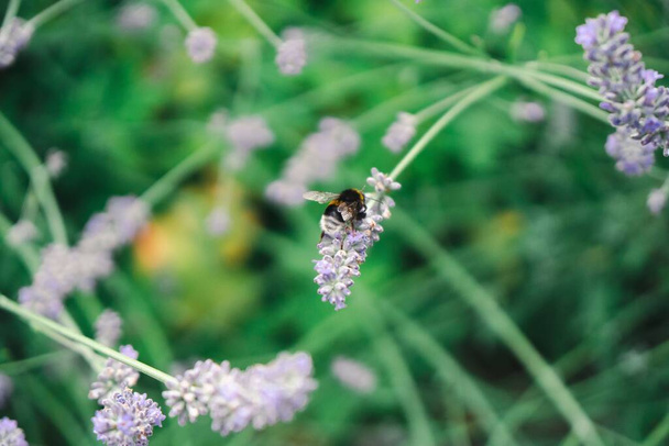 A closeup shot of a bumblebee pollinating purple flowers - Фото, зображення